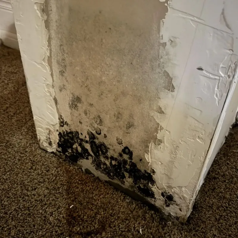 Professional Mold Removal in Holbrook, MA